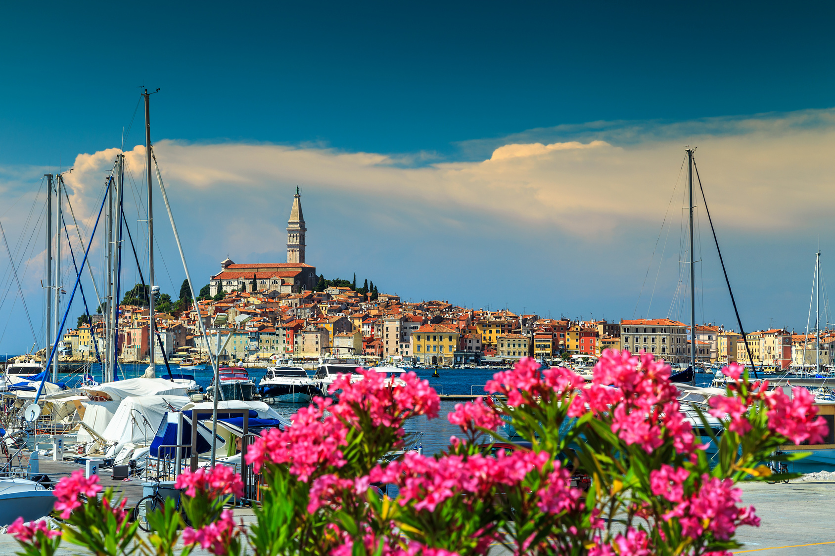 Wonderful romantic old town of Rovinj with beautiful pink oleander flowers,Istrian Peninsula,Croatia,Europe