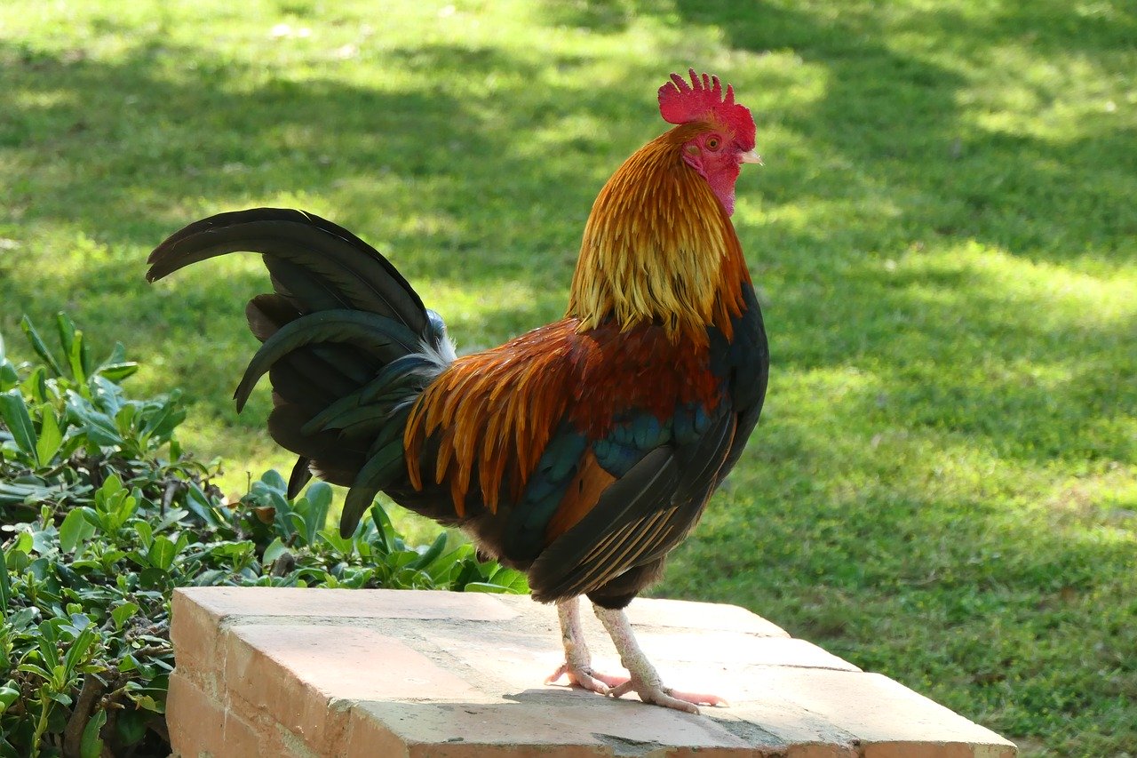 cockerel-3989313_1280