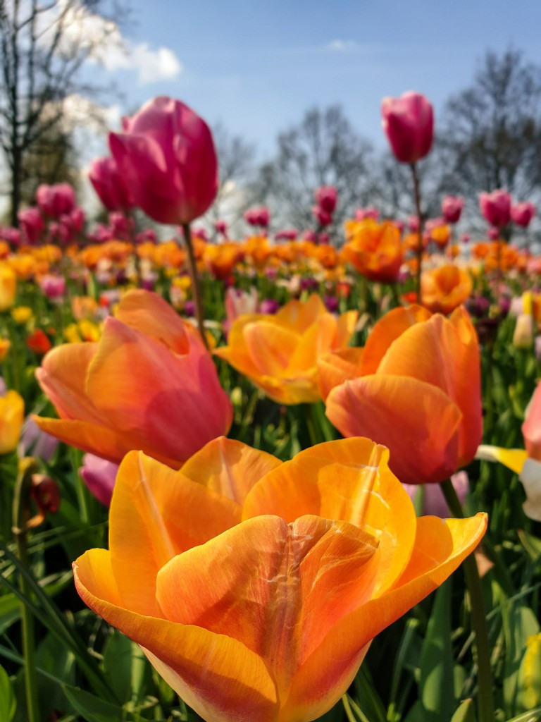Tulip field near Munich