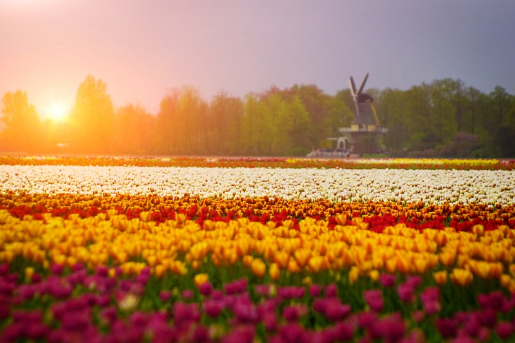 The tulips field in the Netherlands.